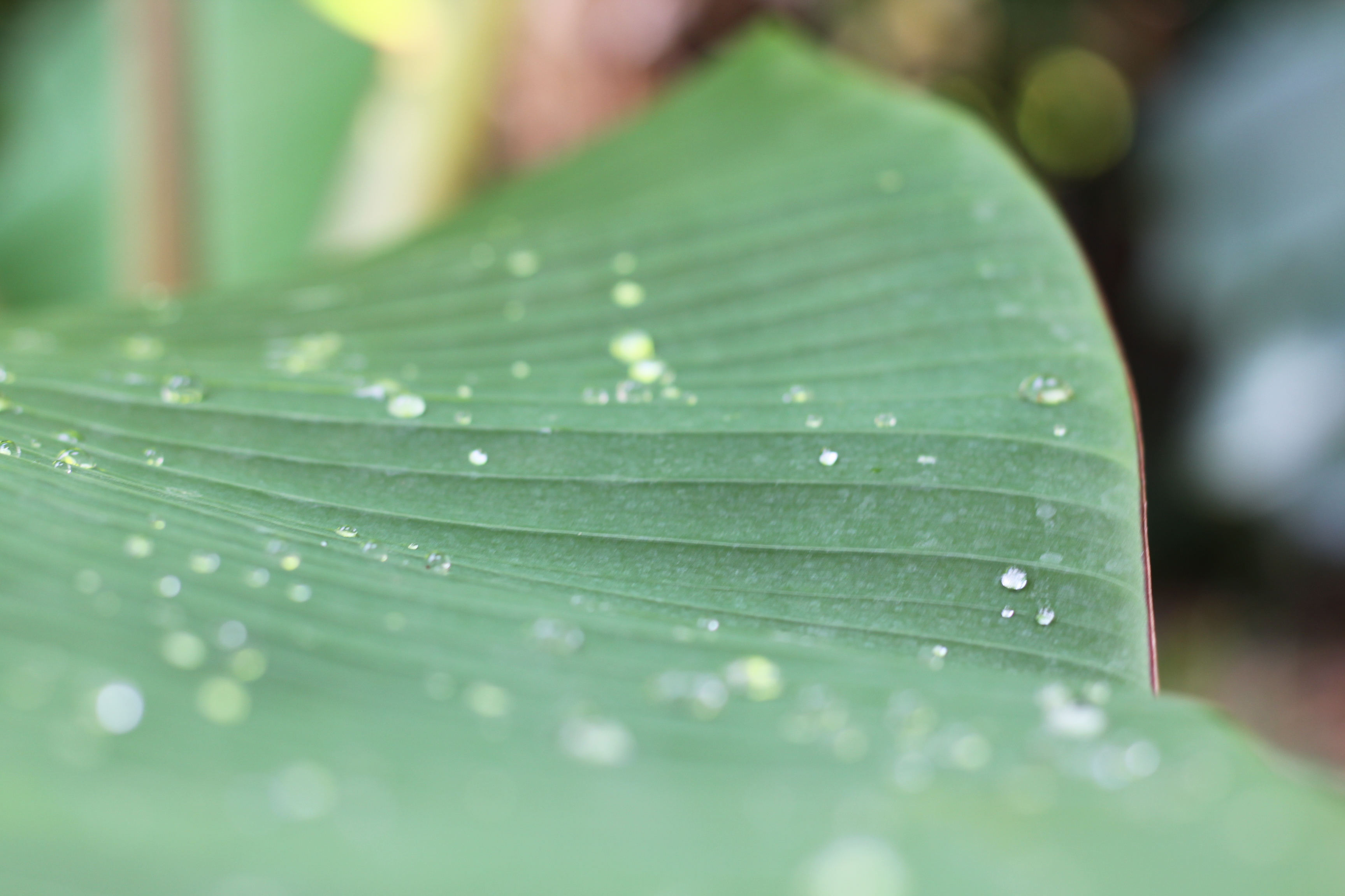 Feuille verte couverte de gouttes de rosée, image de calme associée à la régulation du système nerveux